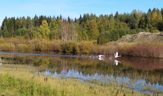 Joutsenet Kohdinnotkon kosteikolla