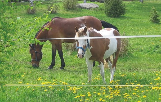 Natur och hästkrafter